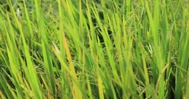 Büyüyen bitkilerle dolu şeker kamışı tarlası 