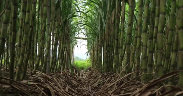 Büyüyen Bitkilerle Dolu Şeker Kamışı Tarlası — Stok video