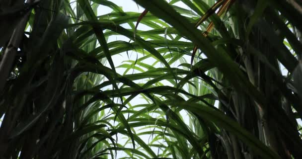 Sockerrörsfält Med Växande Växter — Stockvideo