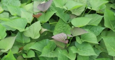 yeşil yapraklar arkaplan, görünümü kapat