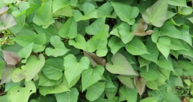 yeşil yapraklar arkaplan, görünümü kapat