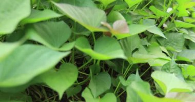 yeşil yapraklar arkaplan, görünümü kapat