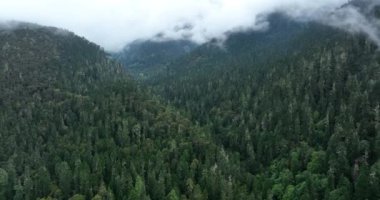 Dağlardaki sisli ormanın güzel manzarası