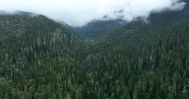 Dağlardaki sisli ormanın güzel manzarası