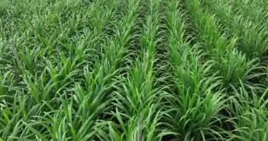 Büyüyen bitkilerle dolu şeker kamışı tarlası 