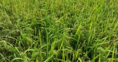 Büyüyen bitkilerle dolu şeker kamışı tarlası 