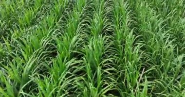 Büyüyen bitkilerle dolu şeker kamışı tarlası 