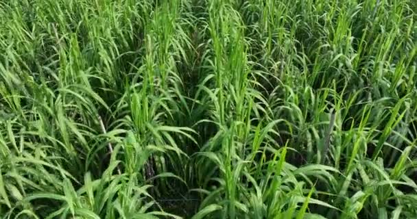 Campo Caña Azúcar Con Plantas Crecimiento — Vídeo de stock