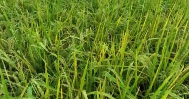 Büyüyen bitkilerle dolu şeker kamışı tarlası 