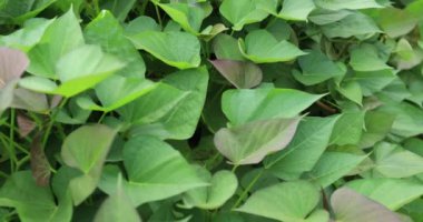 yeşil yapraklar arkaplan, görünümü kapat