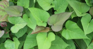 yeşil yapraklar arkaplan, görünümü kapat