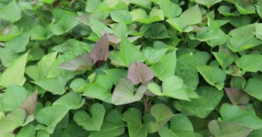 yeşil yapraklar arkaplan, görünümü kapat