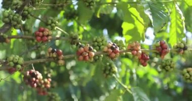 Kahve çiftliği, ağaçta taze kahve çekirdekleri.