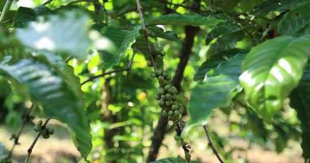 Φυτεία Καφέ Φρέσκοι Κόκκοι Καφέ Στο Δέντρο — Αρχείο Βίντεο