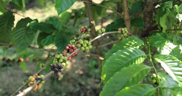 Plantacja Kawy Świeże Ziarna Kawy Drzewie — Wideo stockowe