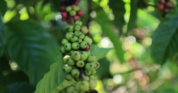 Kávová Plantáž Čerstvá Kávová Zrna Stromě — Stock video