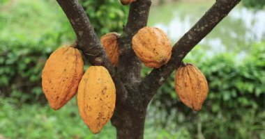 Bahçedeki ağaçtaki kakao çekirdekleri