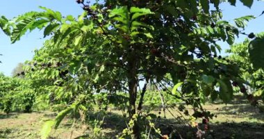 Kahve çiftliği, ağaçta taze kahve çekirdekleri.