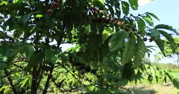 Plantacja Kawy Świeże Ziarna Kawy Drzewie — Wideo stockowe