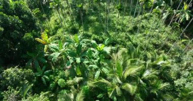 Palmiye ağaçları ve ormanın tropikal tarlaları