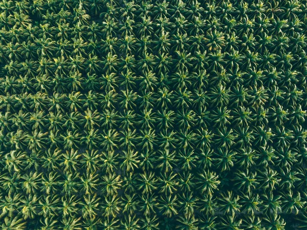 Aerial View King Coconut Trees Farm — Stock Photo, Image
