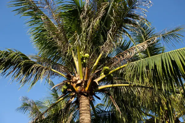 Kokos Frukter Växa Träd — Stockfoto
