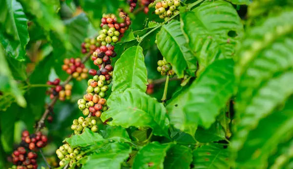コーヒー豆の木に成長します — ストック写真