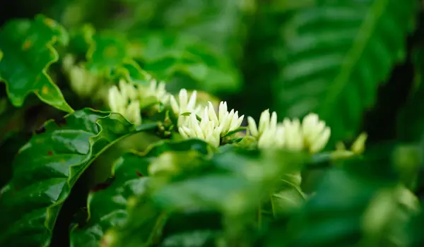 Flores Grano Café Crecen Árbol —  Fotos de Stock
