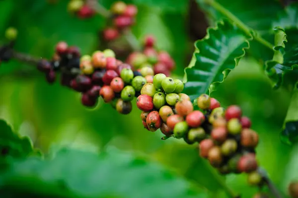 Coffee Beans Grow Tree — Stock Photo, Image
