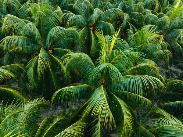 Aerial View King Coconut Trees Farm — Stock Photo, Image