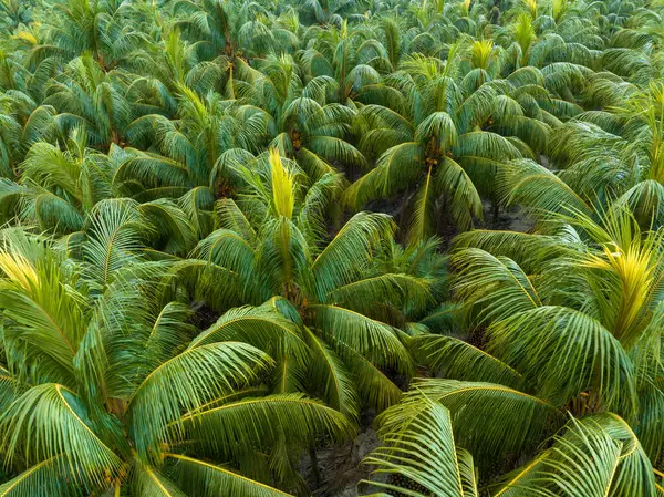 Hindistan Cevizli Palmiye Ağaçları Tarlada Yetişir — Stok fotoğraf