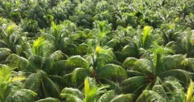 Bahçedeki palmiye yaprakları