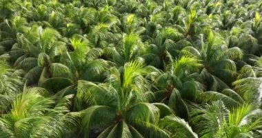 Bahçedeki palmiye yaprakları