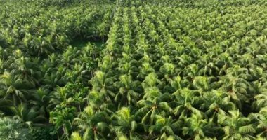 Bahçedeki palmiye yaprakları