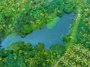 Hindistan cevizli palmiye ağaçları tarlada yetişir.