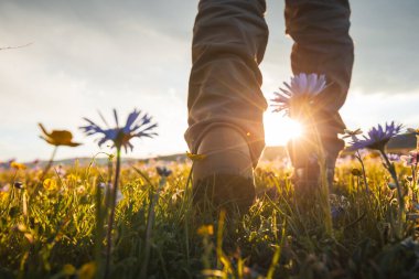 Yürüyüş bacakları güzel çiçekli çayırlarda yürüyor.