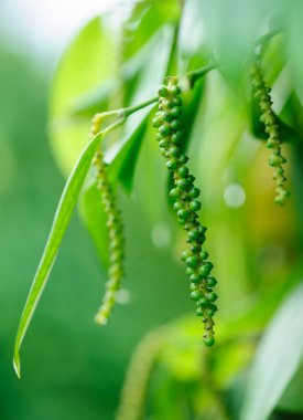 Bahçedeki ağaçta karabiber meyveleri yetişir.