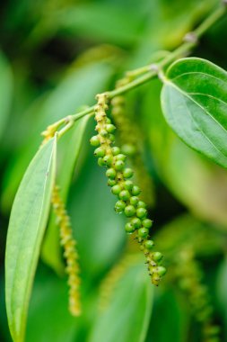 Bahçedeki ağaçta karabiber meyveleri yetişir.