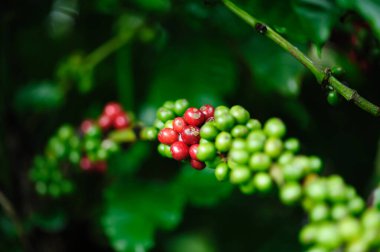 kahve çekirdekleri ağaç büyümek