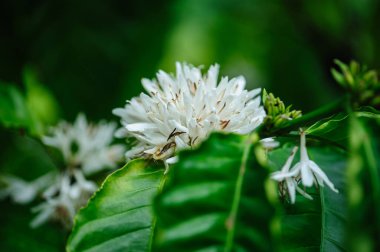 Kahve çekirdeği çiçekleri ağaçta çiçek açıyor.