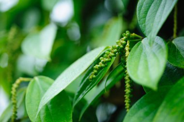 Bahçedeki ağaçta karabiber meyveleri yetişir.
