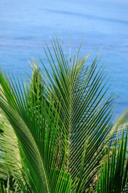 Palmiye yaprakları ve deniz dalgası yüzeyi 