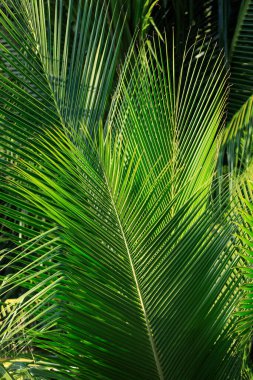 Güneş altında palmiye yaprakları