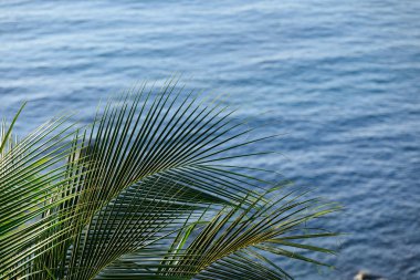 Palmiye yaprakları ve deniz dalgası yüzeyi