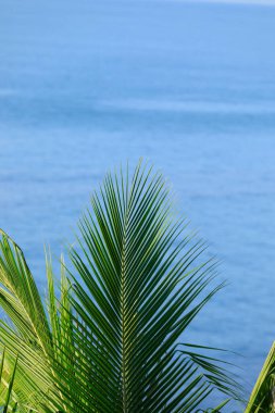 Palmiye yaprakları ve deniz dalgası yüzeyi