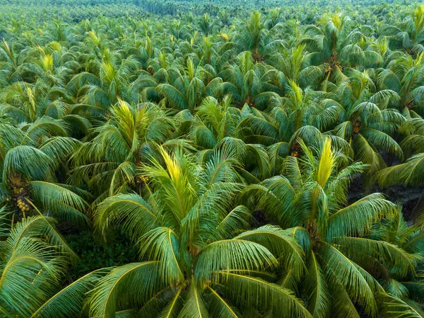 Palmy Kokosem Rosną Nim Polu — Zdjęcie stockowe