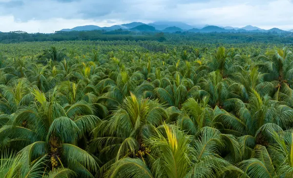 Palm Trees Coconut Grow Field — Stock Photo, Image