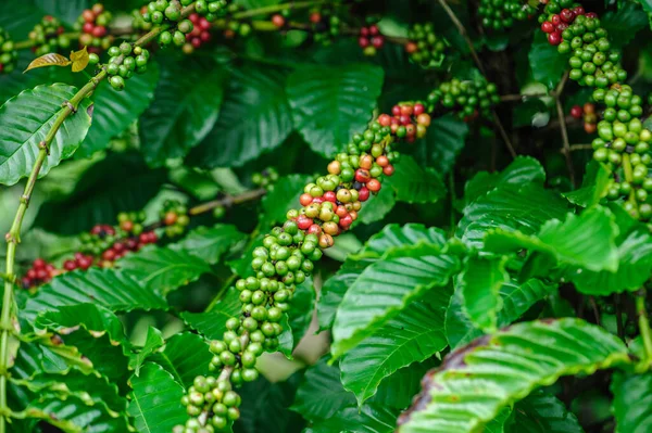 Kahve Çekirdekleri Ağaç Büyümek — Stok fotoğraf