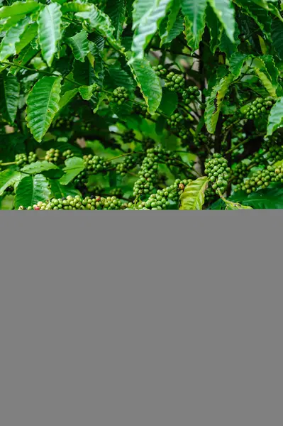 Kaffebönor Växer Träd — Stockfoto