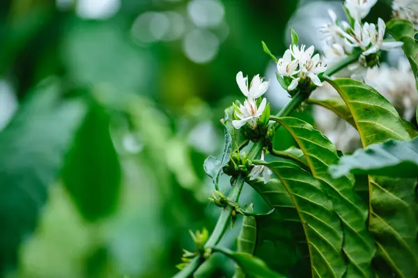 Kahve Çekirdeği Çiçekleri Ağaçta Çiçek Açıyor — Stok fotoğraf